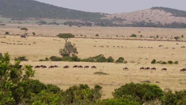 Выстрел из кенийского поля со многими африканскими буйволами. — стоковое видео