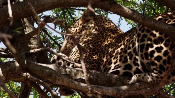 Een grote luipaard liggend in een hoge weelderige boom. — Stockvideo