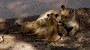 Yetişkin bir dişi aslan çocuklarını yalayarak temizliyor..