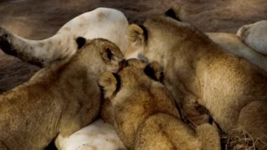 Bir aslan sürüsü Afrika 'nın bozkırlarında safaride oturuyor..