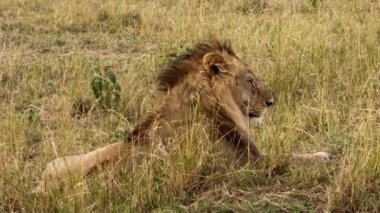 Bir aslan sürüsü Afrika 'nın bozkırlarında safaride oturuyor..