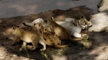 Bir aslan sürüsü Afrika 'nın bozkırlarında safaride oturuyor..