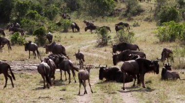 Bir Afrika Buffalosu sürüsü bozkırda otluyor..