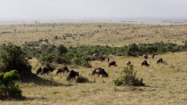 Bir grup zebra otların arasında otluyor..