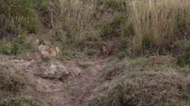 Bir grup aslan yavrusu ve yetişkin bir dişi aslan..