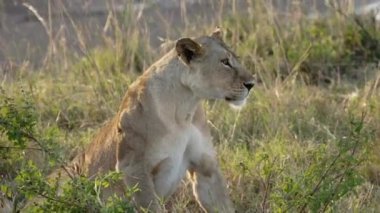 Genç bir dişi aslan uzun otların arasında yatıyor..