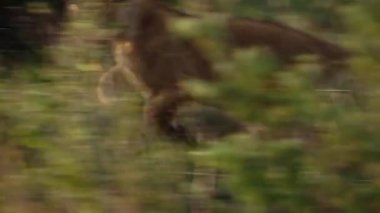 Genç bir dişi aslan uzun otların arasında yatıyor..