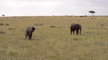 Kenya tarlasında otlayan iki fil..