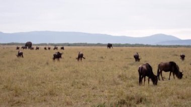 Bir tarla dolusu fil ve Afrikalı bufalo..