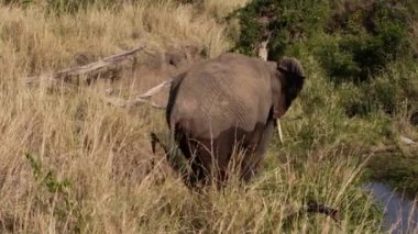 Ağaç gövdesine boynunu süren bir fil..