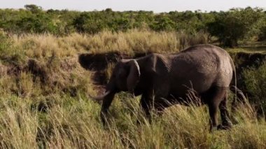 Ağaçların arasında yürüyen bir grup fil..