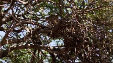 Uzun ve lezzetli bir ağaçta yatan büyük bir leopar..