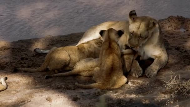 Una leona adulta lamiendo a sus hijos limpios. — Vídeos de Stock