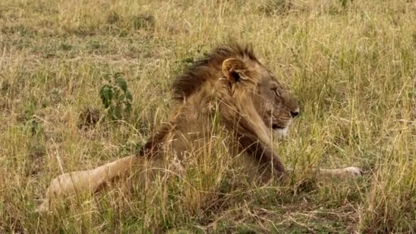 Гордость львов сидит на равнинах Саванны Африки на сафари. — стоковое видео