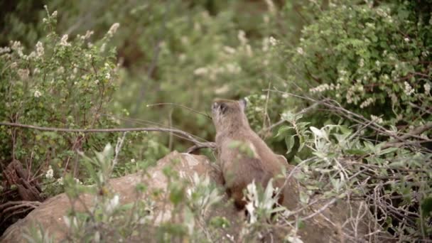 Ein Buschhyrax sitzt auf einem Felsen zwischen Büschen. — Stockvideo