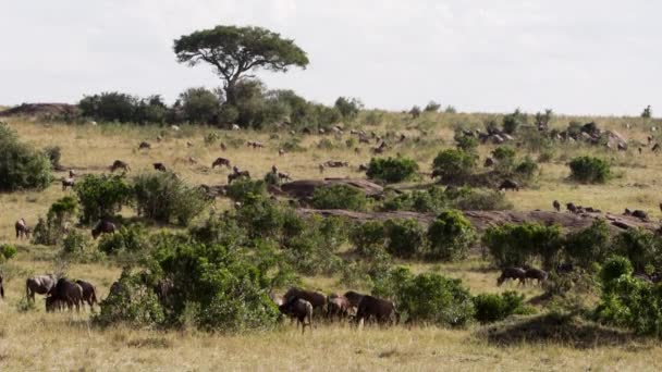 En grupp afrikanska bufflar äter gräs. — Stockvideo