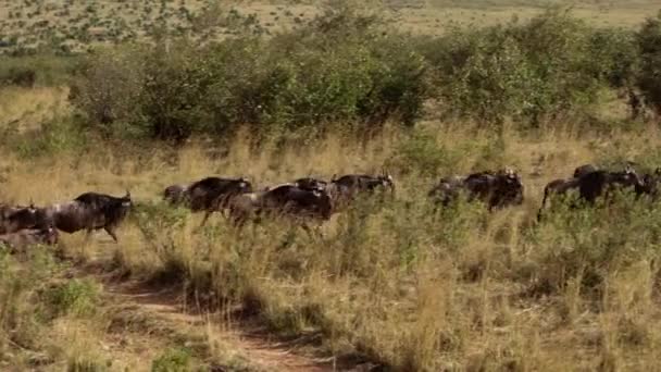 Uma manada de búfalos africanos correndo em uma savana. — Vídeo de Stock