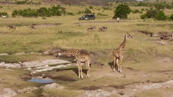 Giraffer som betar och dricker i en nationalpark. — Stockvideo