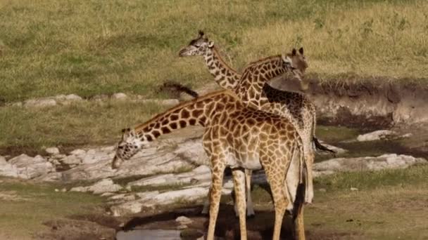 Giraffer som betar och dricker i en nationalpark. — Stockvideo