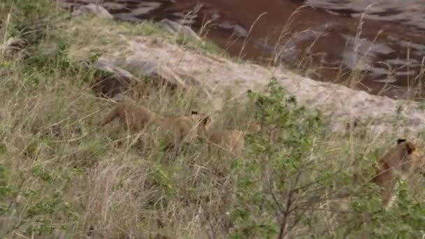 Bir grup aslan yavrusu ve yetişkin bir dişi aslan.. — Stok video