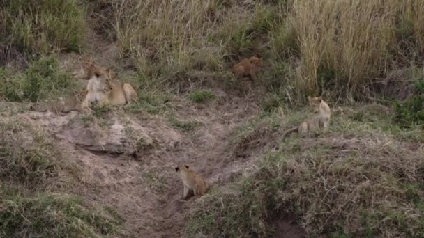 Un groupe de lionceaux et une lionne adulte. — Video