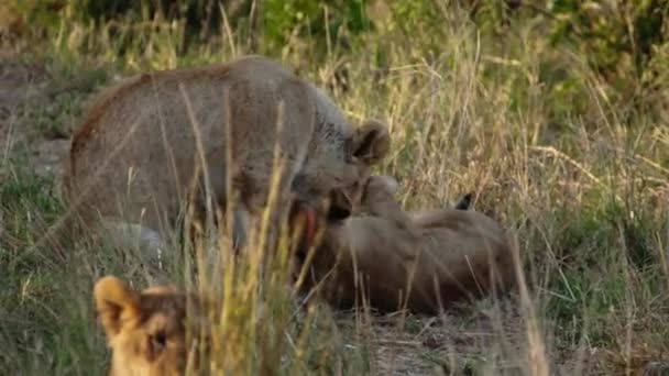 背の高い草の間に横たわる若い雌ライオン. — ストック動画
