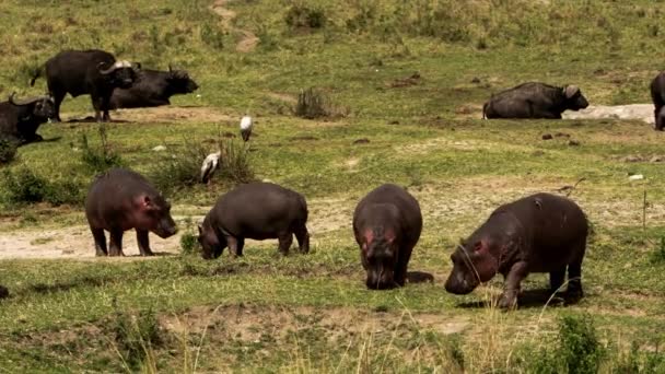 Un gruppo di ippopotami e bufali che si aggirano. — Video Stock