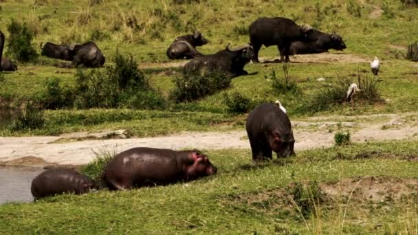 Grupa hipopotamów i bawołów obijających się. — Wideo stockowe