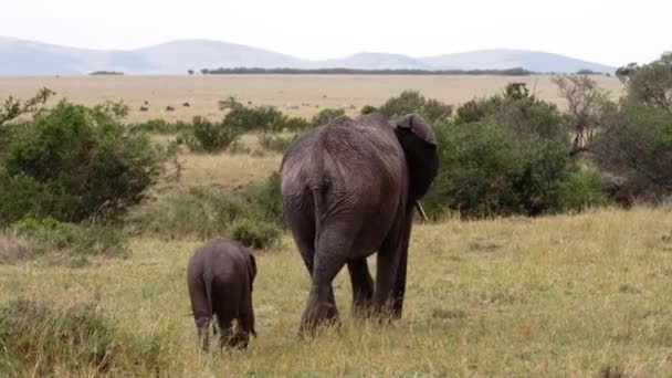 Een groep olifanten die door een veld lopen. — Stockvideo