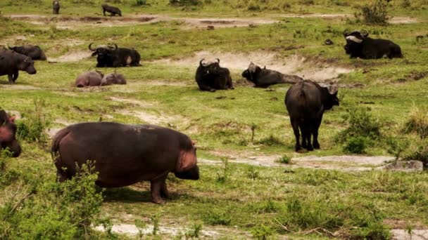 A group of hippos and buffalos walking around. — Stock Video