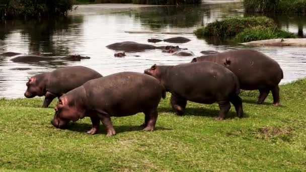 Hipopótamo con pájaros en la espalda caminando hacia un lago. — Vídeo de stock