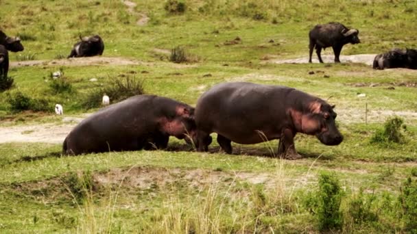 Un grand hippopotame avec un oiseau sur le dos. — Video