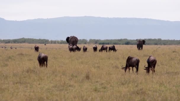 Een veld vol olifanten en Afrikaanse buffels.. — Stockvideo