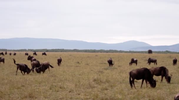 Un champ plein d'éléphants et de buffles africains. — Video