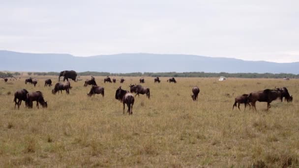 Un champ plein d'éléphants et de buffles africains. — Video