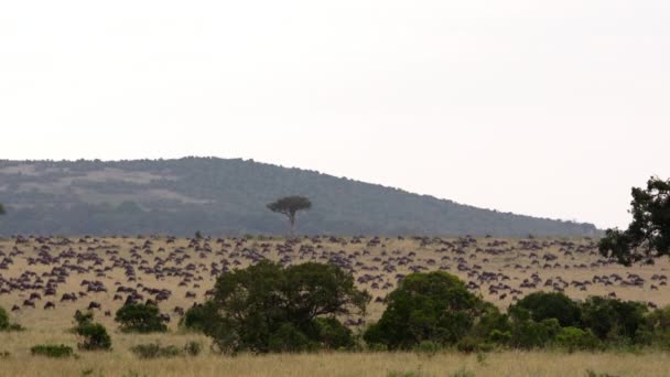 アフリカの水牛がたくさんいるケニアのフィールドのショット. — ストック動画