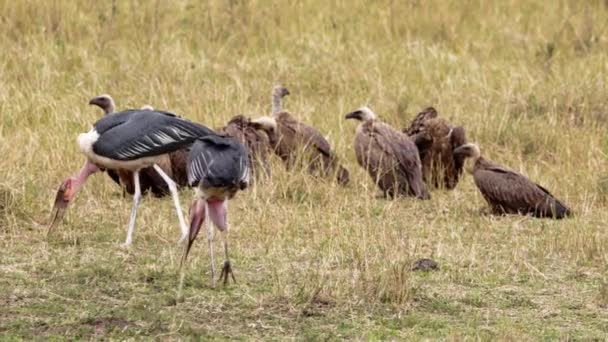 Een Marabou ooievaar en gekapte gieren voedend. — Stockvideo