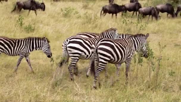 Buffalos africanos e zebras pastoreio em uma savana. — Vídeo de Stock