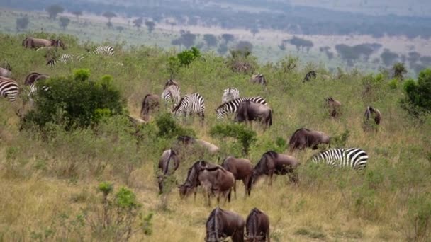 Bawoły afrykańskie i zebry hodowane w sawannie. — Wideo stockowe