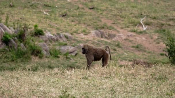 Los babuinos caminan alrededor de un bosque subsahariano. — Vídeos de Stock