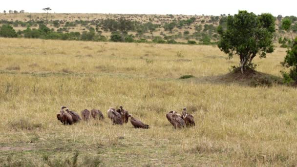 Una cigüeña y un grupo de buitres en un campo. — Vídeo de stock
