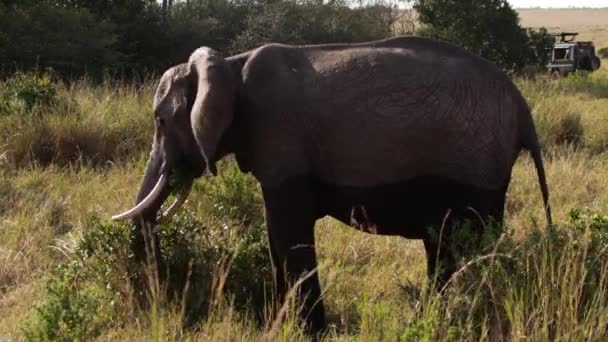 Sekelompok gajah berjalan melalui pohon. — Stok Video