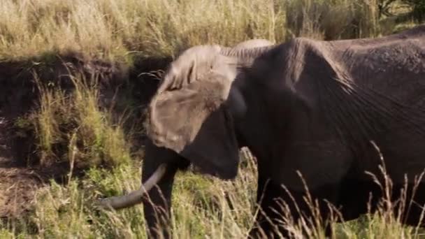 Группа слонов гуляет по деревьям. — стоковое видео