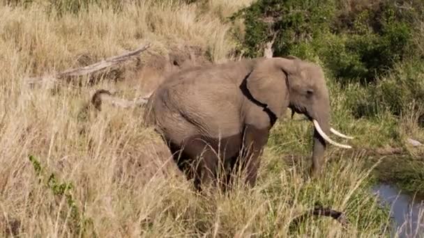 Un elefante frotando su cuello sobre un tronco de árbol. — Vídeos de Stock