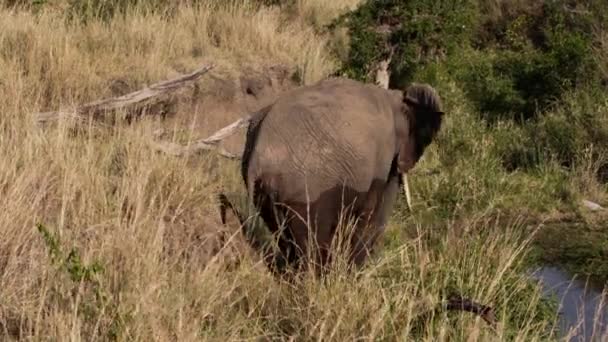 En elefant gnuggar nacken på en trädstam. — Stockvideo
