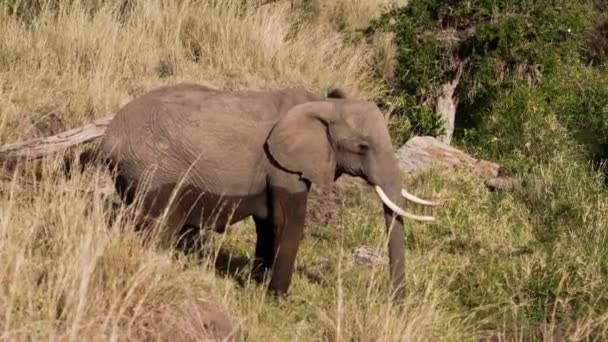Ένας ελέφαντας τρίβει το λαιμό του σε κορμό δέντρου. — Αρχείο Βίντεο