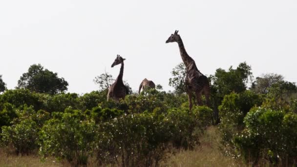 Zürafalar boyunlarını ovalıyor ve ağaçların arasında yürüyor.. — Stok video
