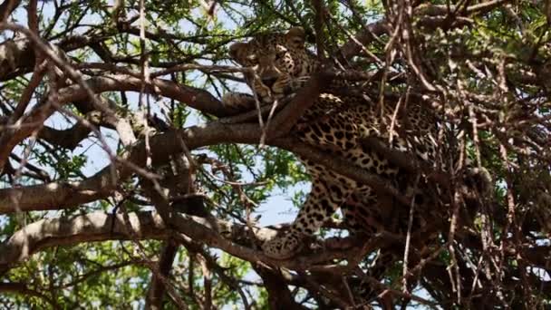 Un gran leopardo tendido en un árbol alto y frondoso. — Vídeos de Stock