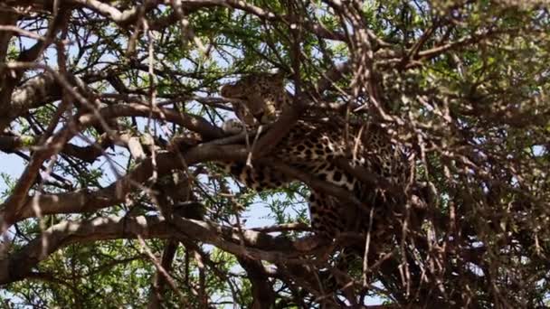 Un grande leopardo adagiato su un alto albero lussureggiante. — Video Stock
