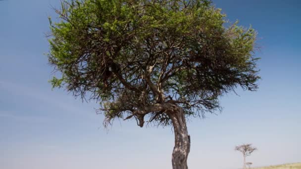 Un grand léopard posé dans un grand arbre luxuriant. — Video